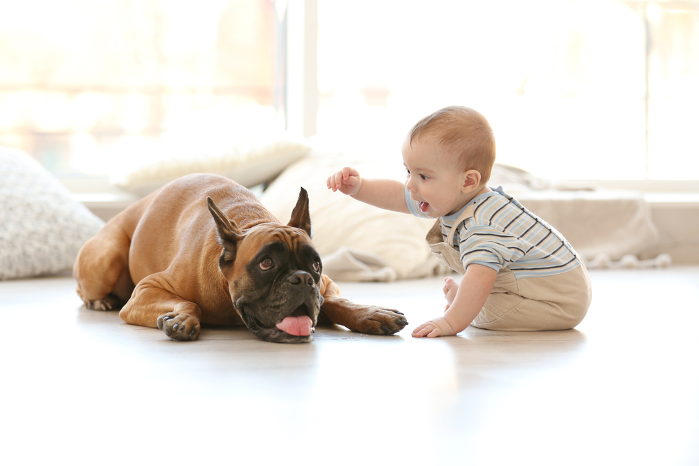 baby-playing-with-dog-small-creature-protect-screen-all-weather