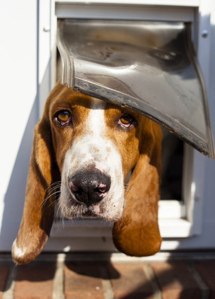 Doggy Doors - Why DIY May Be Barking Up the Wrong Tree